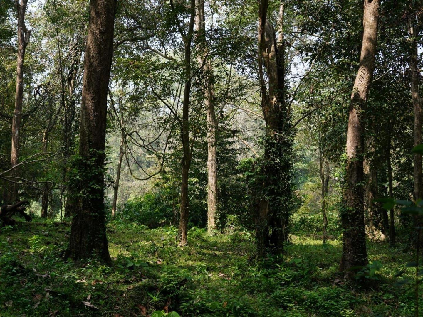 Sanjeevini Life Care Village - A Science Based Non - Invasive Holistic Wellness Destination Kochi Exterior foto